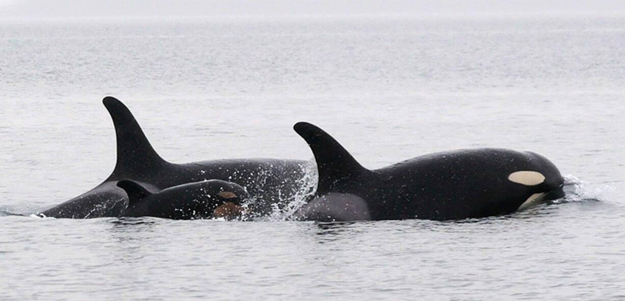 A new baby orca whale calf known as J-51 swims with J-19, who is believed to be its mother, and J-41, who is believed to be J-51's sister near San Juan Island.