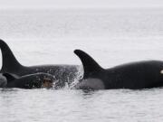 A new baby orca whale calf known as J-51 swims with J-19, who is believed to be its mother, and J-41, who is believed to be J-51's sister near San Juan Island.