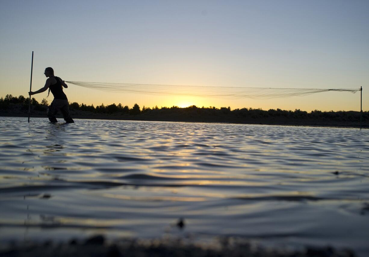 Nadja Schmidt works on setting up a mist net across a small pond to capture bats July 20 near Brothers, Ore. In her eight years catching bats, Schmidt has learned lessons about them. First, they are fragile.