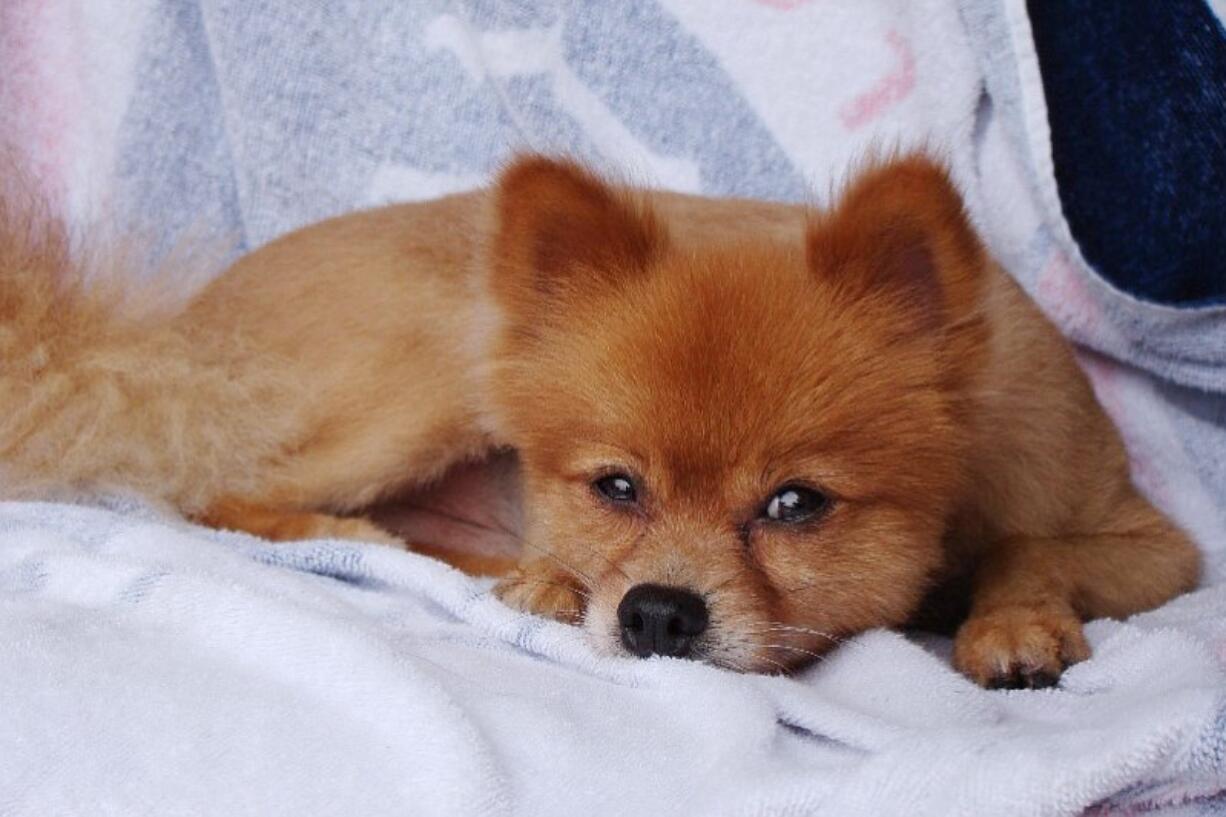 Fox, who went missing from his south Florida condominium on Friday. The dog's owners found its body outside their home the next day, and a veterinarian confirmed that it had been beaten to death.