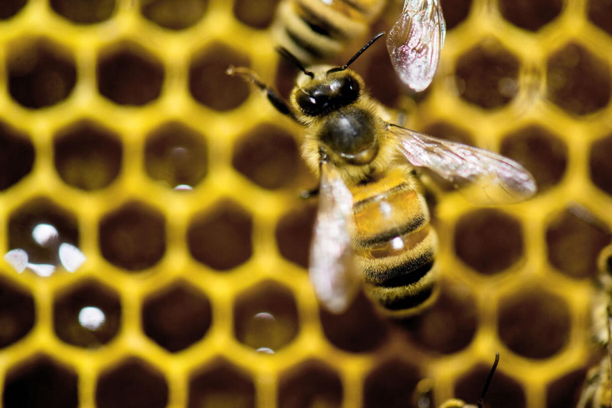 FILE - In this Jan. 28, 2014, file photo, a hive of honey bees is on display at the Vermont Beekeeping Supply booth at the 82nd annual Vermont Farm Show at the Champlain Valley Expo in Essex Jct., Vt. Since April 2014, beekeepers lost 42.1 percent of their colonies, the second highest loss rate in nine years, and then managed to recover a bit, according to an annual survey conducted by a bee partnership that includes the U.S. Department of Agriculture.