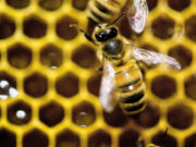 FILE - In this Jan. 28, 2014, file photo, a hive of honey bees is on display at the Vermont Beekeeping Supply booth at the 82nd annual Vermont Farm Show at the Champlain Valley Expo in Essex Jct., Vt. Since April 2014, beekeepers lost 42.1 percent of their colonies, the second highest loss rate in nine years, and then managed to recover a bit, according to an annual survey conducted by a bee partnership that includes the U.S. Department of Agriculture.