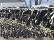 A flock of European starlings litter a feedlot in Fallon, Nev.