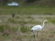 A Snowy Egret walks through the Ridgefield Wildlife Refuge in 2005 as bird watchers make their way nearby.