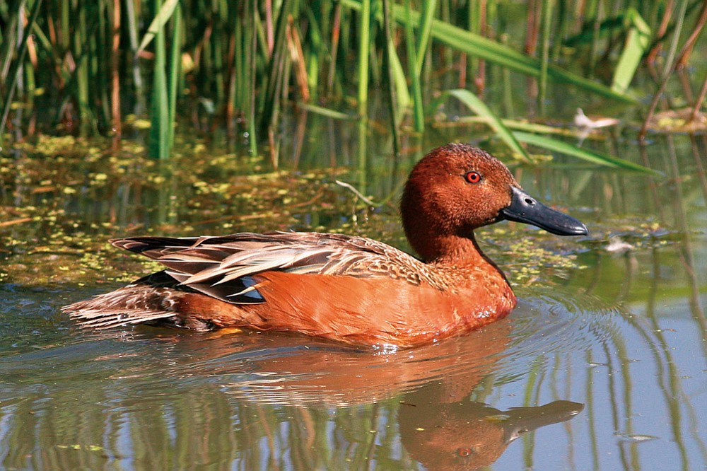 Cinnamon teal duck