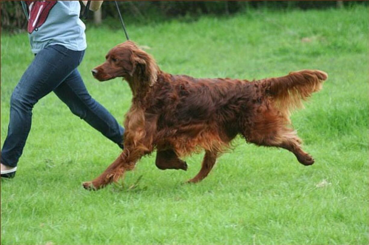 Photos courtesy Oakdene.Be/Associated Press
Irish Red Setter Thendara Satisfaction, known as Jagger, died Friday, shortly after returning home to Belgium from the world-famous Crufts dog show in Birmingham, England. His owners say he was poisoned.