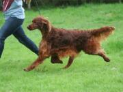 Photos courtesy Oakdene.Be/Associated Press
Irish Red Setter Thendara Satisfaction, known as Jagger, died Friday, shortly after returning home to Belgium from the world-famous Crufts dog show in Birmingham, England. His owners say he was poisoned.