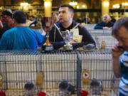 Brian Massey of Scotland watches the distribution of awards Saturday as he stands among his trophies at the British Homing World Show in Blackpool, England.