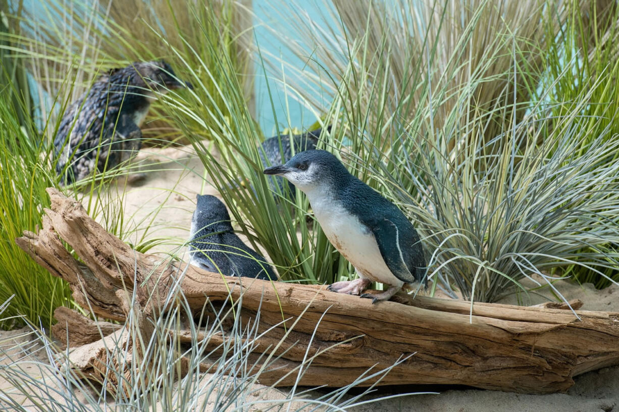 Members of a colony of &quot;little penguins&quot; move about the brush at the Bronx Zoo's Aquatic Bird House in New York last month.