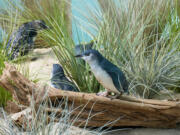 Members of a colony of &quot;little penguins&quot; move about the brush at the Bronx Zoo's Aquatic Bird House in New York last month.