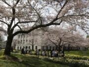 A school group walks under  blooming cherry trees near the Legislative Building at the Capitol in Olympia on Tuesday, April 10, 2012.