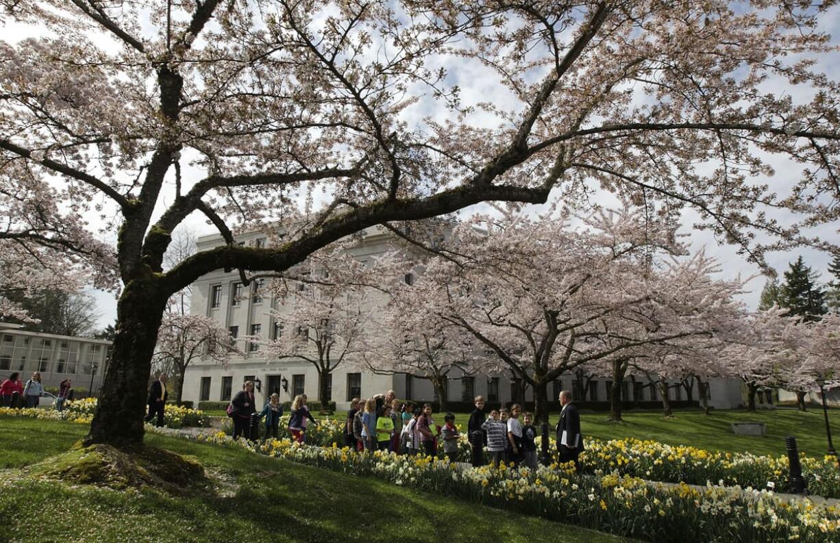 A school group walks under  blooming cherry trees near the Legislative Building at the Capitol in Olympia on Tuesday, April 10, 2012.