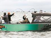 A goal of the joint state salmon plan is to allocate enough fall chinook salmon to the Buoy 10 fishery in the Columbia River estuary to allow retention from Aug.