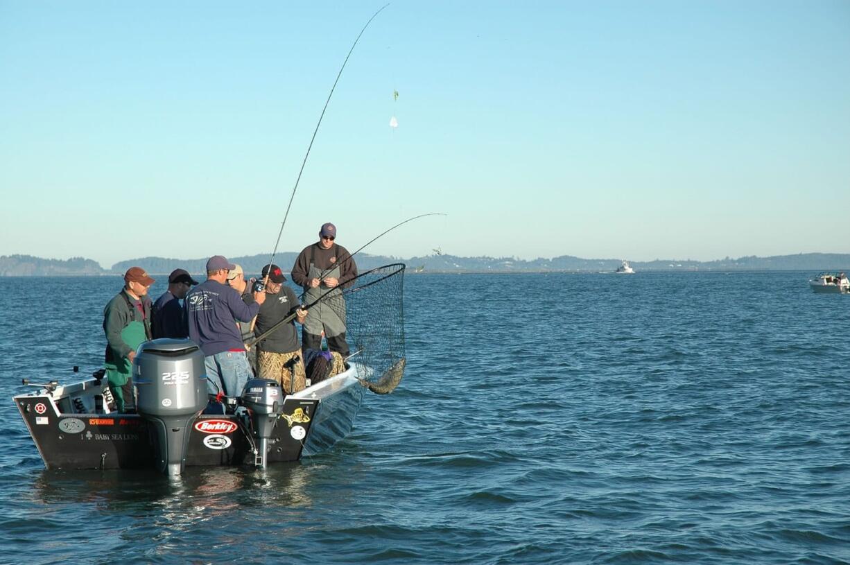 Anglers in the Buoy 10 fishing area at the Columbia River estuary can keep chinook and fin-clipped coho beginning Friday.