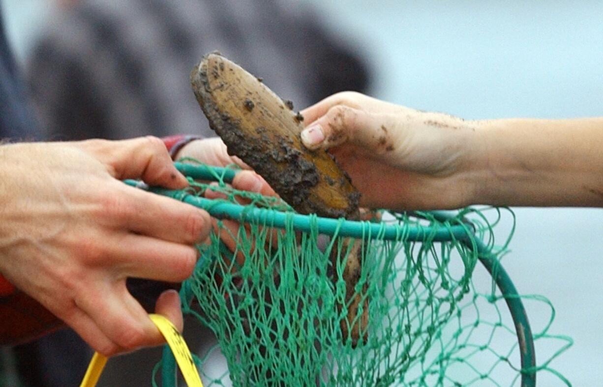 Washington has not had razor clam season closures due to elevated marine toxins since 2005.