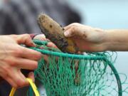 Washington has not had razor clam season closures due to elevated marine toxins since 2005.