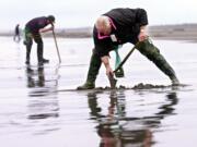 Razor clam diggers have had a good season this winter and spring.