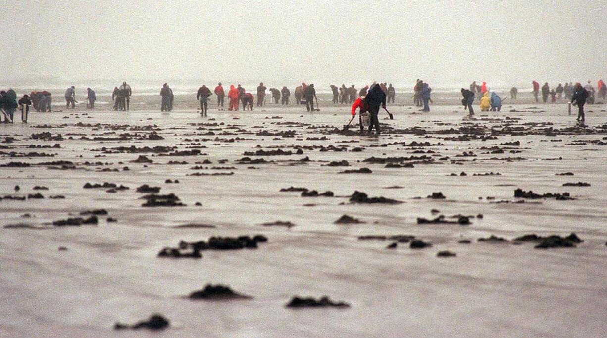 Clam digging on the Washington beaches will switch to morning tides beginning March 21.