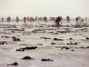 Clam digging on the Washington beaches will switch to morning tides beginning March 21.