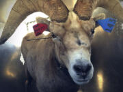 A male Sierra Nevada bighorn sheep is released into the backcountry of Yosemite National Park, Calif.