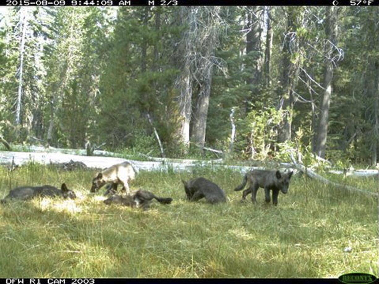 California Department of Fish and Wildlife via AP
Five gray wolf pups and two adults, shown in an image from video Aug. 9 in Northern California, were named the Shasta pack for nearby Mount Shasta.