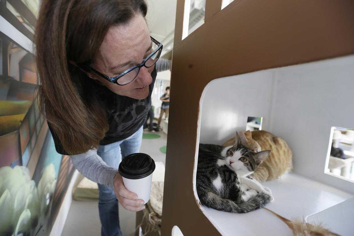 Dawn Piper takes a closer look at a pair of cats in a tower at the Cat Town Cafe in Oakland, Calif. Pouncing on similar cafe concepts in Asia and Europe, the cafe has become America's first permanent feline-friendly coffee shop. Cafe customers pay to pet cute kitties while sipping on tea or espresso drinks. It allows customers, who may not be able to have cats in their own homes, to enjoy the benefits of furry friends for short times without the responsibility.