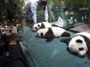 Visitors take photos in November of panda triplet cubs in the Chimelong Safari Park in Guangzhou in south China's Guangdong province.