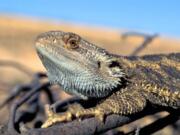 Arthur Georges, University of Canberra, Australia
Hotter temperatures are messing with the gender of Australia?s bearded dragon lizards, a new study finds. Dragons that are genetically male hatch as females and give birth to other lizards.