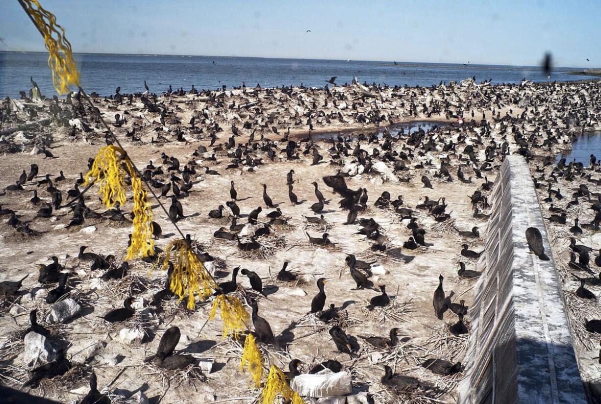 Daily Astorian files
Cormorants nest on East Sand Island in the Columbia River in May 14, 2014. Conservation groups opposed to the ongoing killing of cormorants to protect salmon say a federal agency ignored a finding by its own biologists.