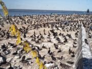 Daily Astorian files
Cormorants nest on East Sand Island in the Columbia River in May 14, 2014. Conservation groups opposed to the ongoing killing of cormorants to protect salmon say a federal agency ignored a finding by its own biologists.