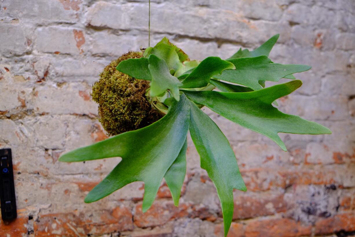 A stag horn fern grows from a kokedama.