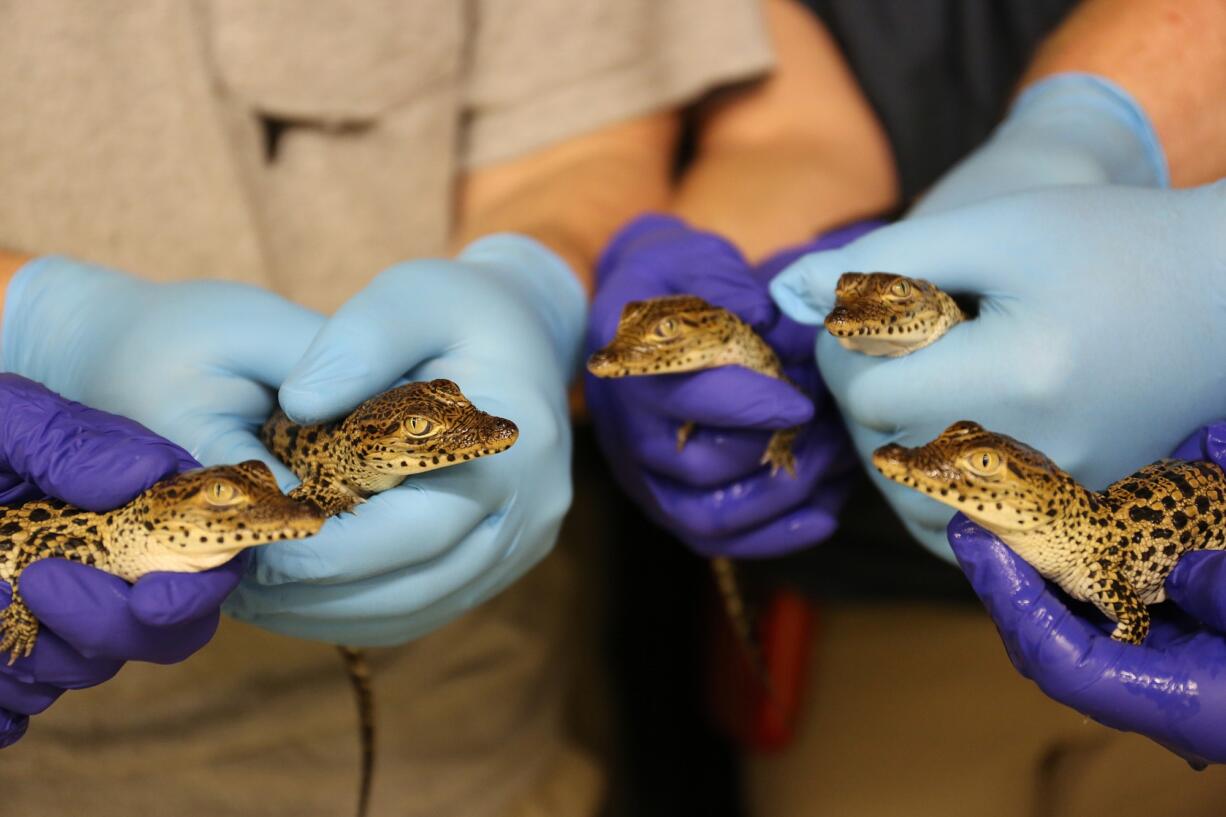 These five critically endangered Cuban crocodiles hatched at the National Zoo's Reptile Discovery Center between July 29 and Aug. 7. The eggs were laid by Dorothy, a 57-year-old genetically valuable crocodile.