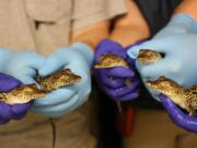 These five critically endangered Cuban crocodiles hatched at the National Zoo's Reptile Discovery Center between July 29 and Aug. 7. The eggs were laid by Dorothy, a 57-year-old genetically valuable crocodile.