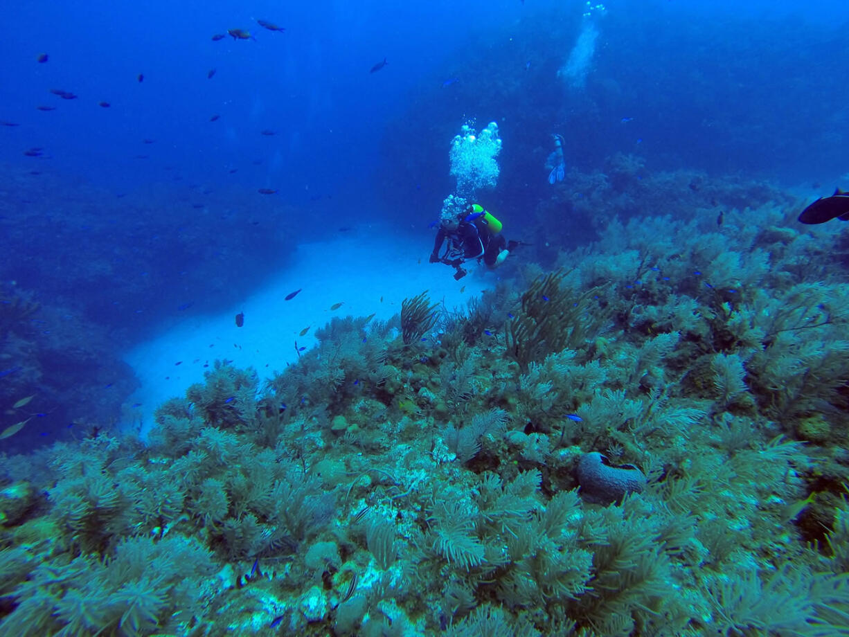 A diver makes an immersion at the International Diving Center Maria la Gorda in Pinar del Rio, Cuba.