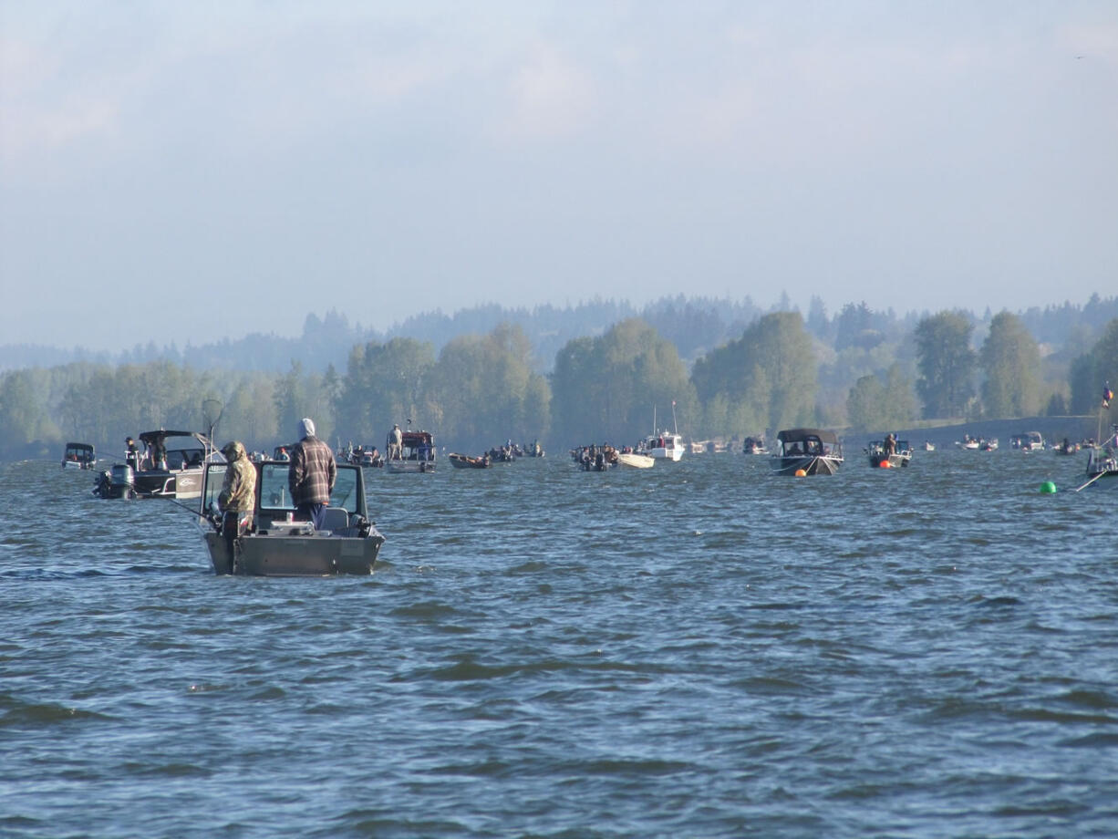 Davis Bar along the Washington shore opposite the mouth of the Willamette River is a popular early-season spot for spring chinook salmon in the Columbia River.