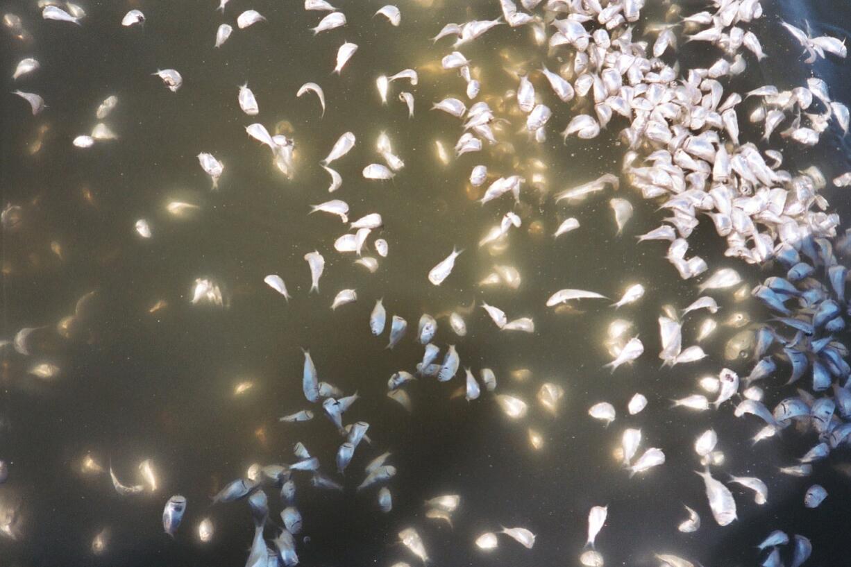 Andrew Altieri/Smithsonian
Dead juvenile menhaden fish float to the surface during a dead zone event in Narragansett Bay, R.I. Global warming is likely playing a bigger role than previously thought in dead zones and it's only going to get worse, according to a new study.