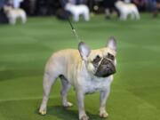 The French bulldog, a smaller, less jowly bulldog, has surged from 49th to ninth in a decade.