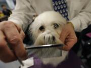 Victor Helu, of Bohemia, N.Y., grooms Panda, a Lowchen, in the benching area of the Westminster Kennel Club dog show Monday at Madison Square Garden in New York.