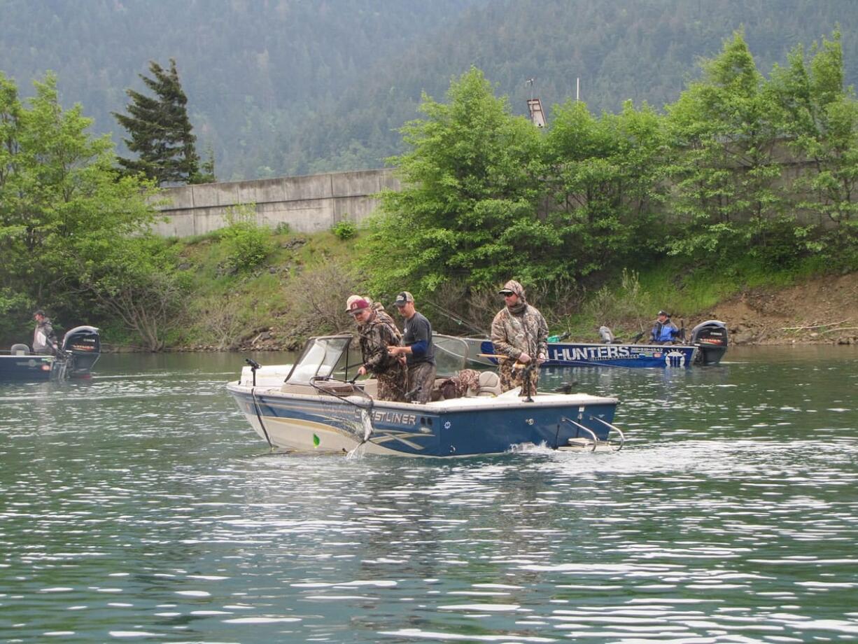 Sportsmen caught 950 spring chinook in 2014 in Drano Lake, a large backwater of the Columbia River at the mouth of the Little White Salmon River.