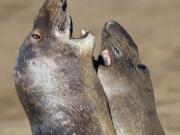 Two northern elephant seals interact along a beach at Ano Nuevo State Park in Pescadero, Calif., earlier this month.