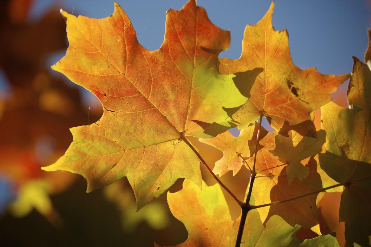 Columbian files
The afternoon sun illuminates the changing color of maple tree leaves during a clear and dry autumn day.