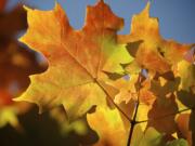 Columbian files
The afternoon sun illuminates the changing color of maple tree leaves during a clear and dry autumn day.