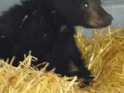 Colin Gillin/Oregon Department of Fish and Wildlife
This young bear that fell from a tree earlier this month is receiving care at the Wildlife Health Services Lab in Corvallis Ore.