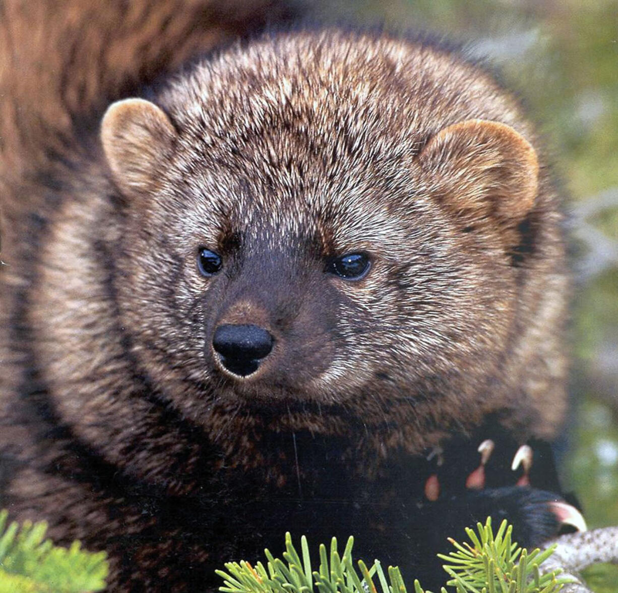 A fisher is a larger cousin of the weasel that federal biologists have proposed protecting as a threatened species.