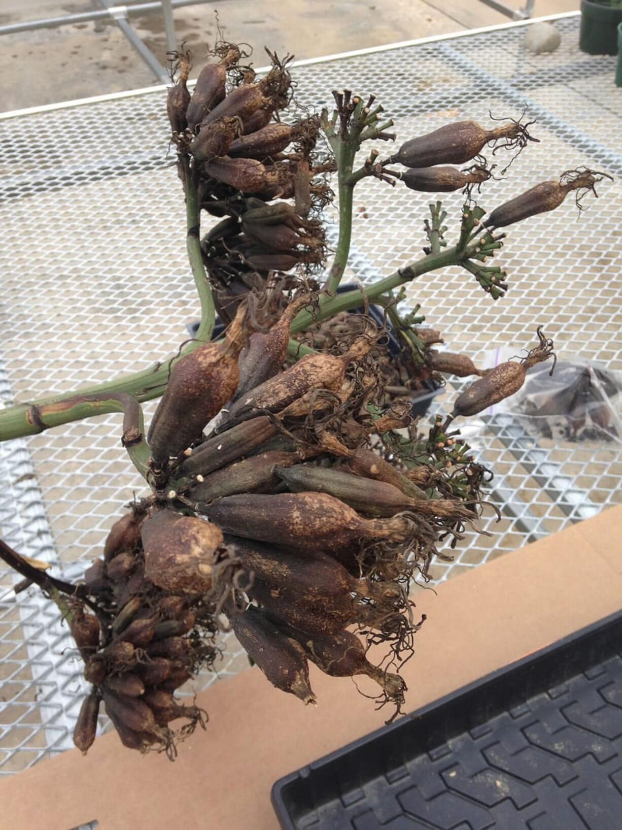 The agave that has called Ann Arbor home since 1934 and produced these pods started growing rapidly taller last spring, an indicator it was preparing to bloom.