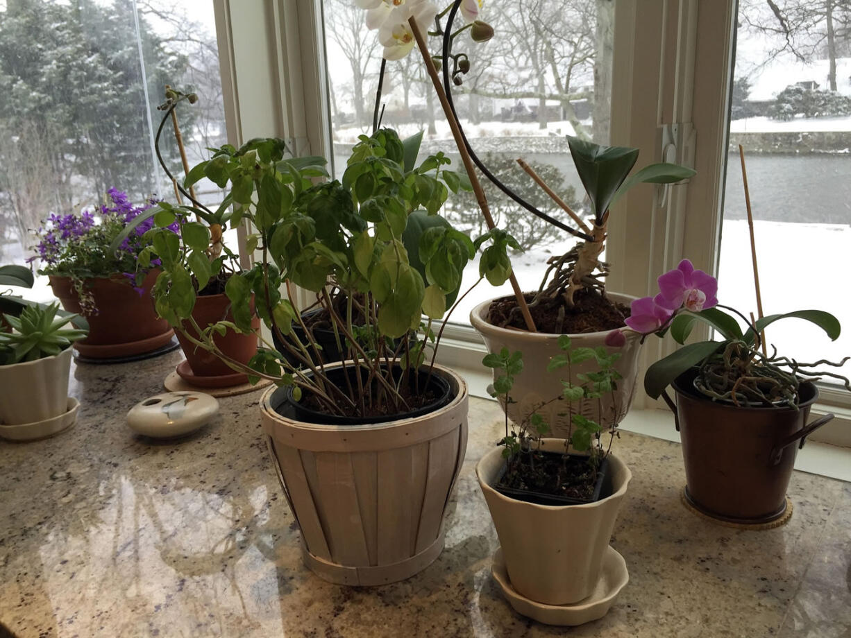 A basil plant, center, and mint plant, front right, grow in a kitchen window during a blizzard in Larchmont, N.Y.