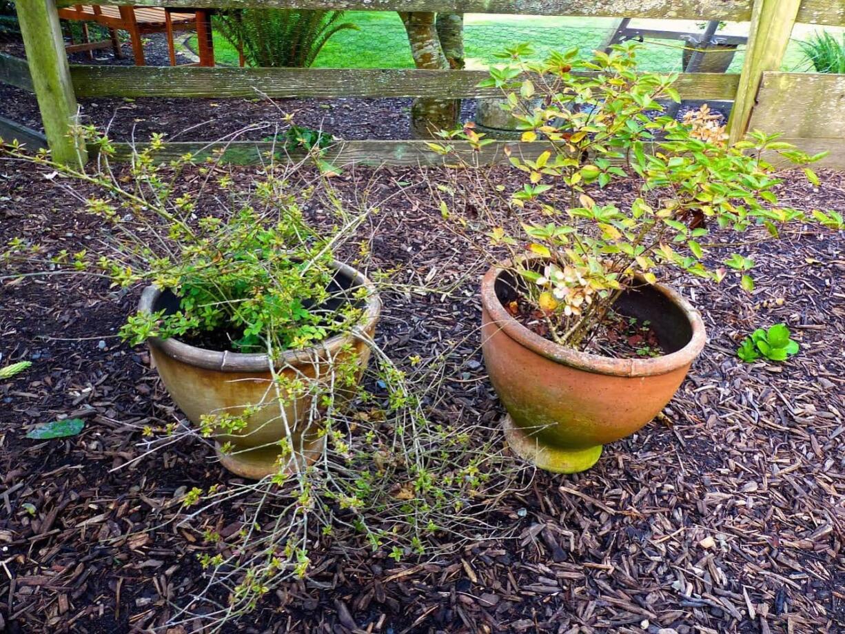 This gardener is moving some woody perennials from containers into the ground in part to protect the roots from freezing over winter and in part to give the shrub more room to spread out.