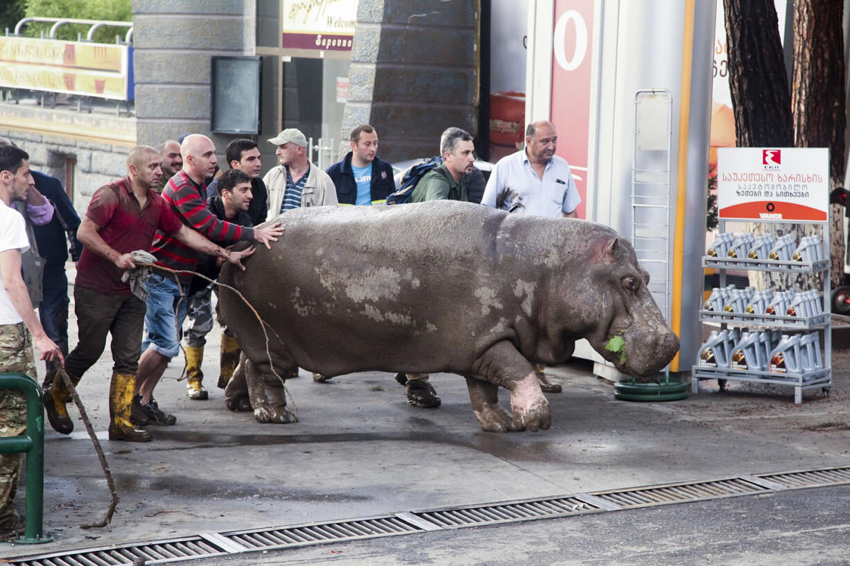 People help a hippopotamus Sunday in Tbilisi, Georgia. Tigers, lions and other animals escaped from the zoo in Georgia's capital Sunday after flooding destroyed their enclosures, prompting authorities to warn residents to stay inside.