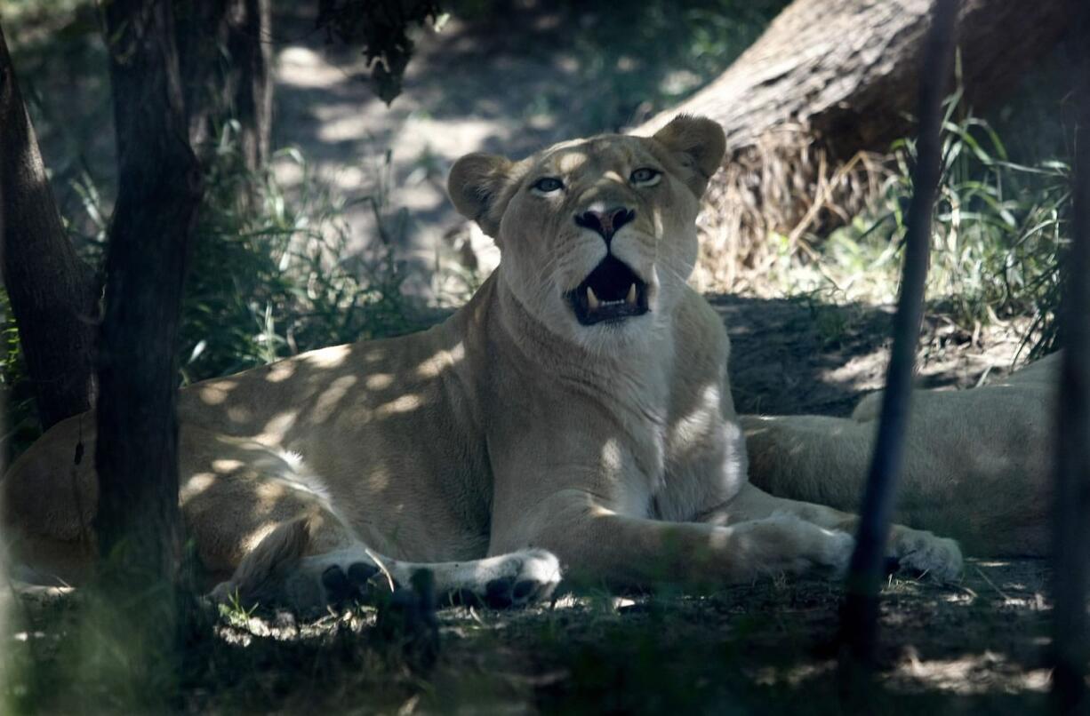 A surviving lioness rests in a shadow in a zoo in Tbilisi, Georgia, on Thursday. Flooding triggered by torrential rains last week killed at least 19 people, destroyed houses and tore up roads. Six people remain missing.