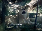 A surviving lioness rests in a shadow in a zoo in Tbilisi, Georgia, on Thursday. Flooding triggered by torrential rains last week killed at least 19 people, destroyed houses and tore up roads. Six people remain missing.